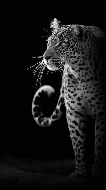 Wildlife 10 Edited Wallpapers For Mobile Iphone Walls Home Lock Screen