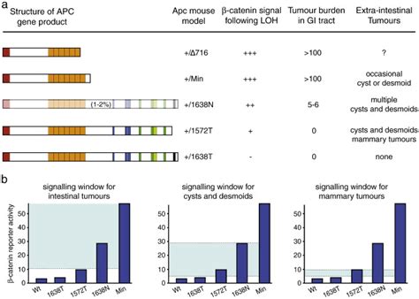 Genotypephenotype Correlations Of Apc Mutant Mouse Models A For