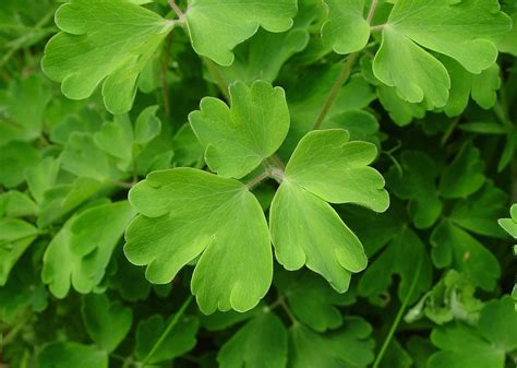 Aquilegia Canadensis Leaves