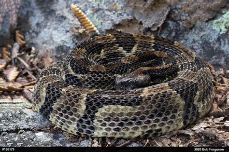 The Types Of Rattlesnakes In Pennsylvania Id Guide Nature Blog