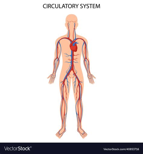 Diagram Of The Circulatory System For Th Grade