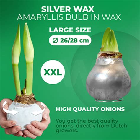 Silver Wax 2 Pieces Amaryllis Bulb In Wax Collection Order Online In