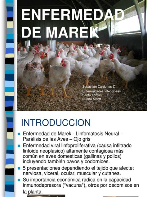Enfermedad De Marek Pdf Virus Infección