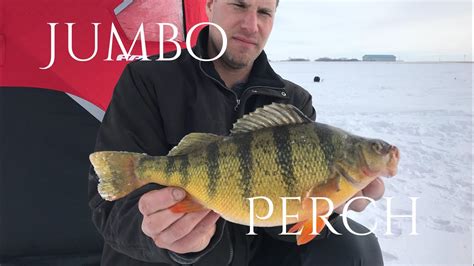 Jumbo Perch Fishing Youtube