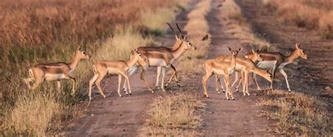 Rich Biodiversity of Gujarat's Wildlife Sanctuaries