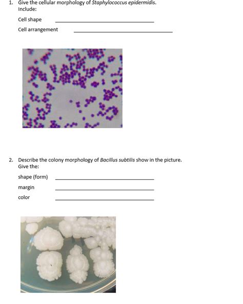 Solved 1 Give The Cellular Morphology Of Staphylococcus Chegg