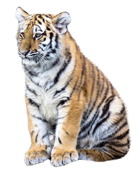 √ Tiger Transparent Background