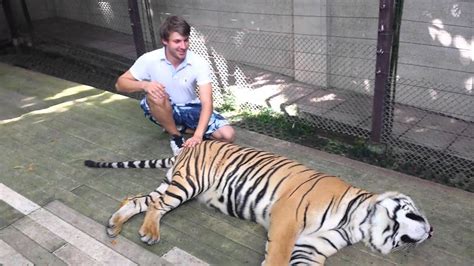 Tiger Massage Thailand 2014 Chiang Mai Youtube