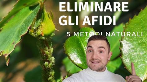 COME ELIMINARE GLI AFIDI CON RIMEDI NATURALI 5 METODI EFFICACI YouTube