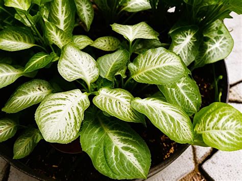 Singonio O Syngonium Podophyllum Cuidados B Sicos De Esta Planta Trepadora