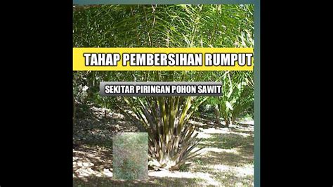 Tahap Pembersihan Sekitar Pohon Sawit Dan Proses Pemupukan Lahan