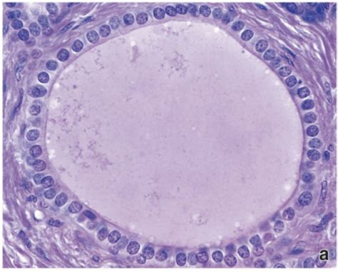 Histology Practical Flashcards Quizlet