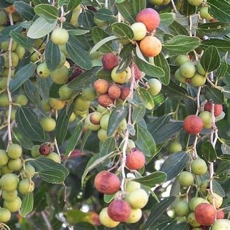 Cara Nak Buat Jeruk Buah Bidara