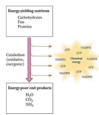 Carbohydrate Metabolism Flashcards Quizlet