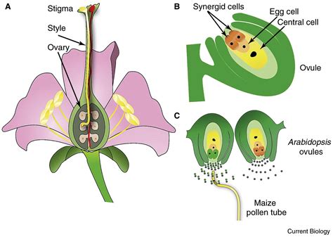 Plant Reproduction Teaching A New Language Of Love Current Biology