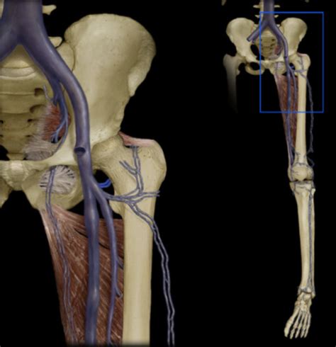 Lab Tributaries Of The Femoral Vein Flashcards Quizlet