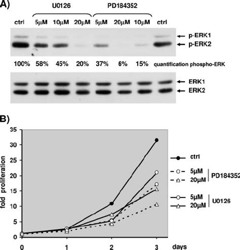 Proliferation Of Nih 3t3 Cells Requires Mek Erk Activation