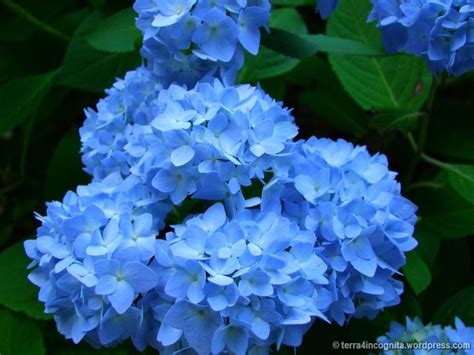 Hydrangeas Endless Summer Hydrangea Hydrangea Hydrangea Arborescens