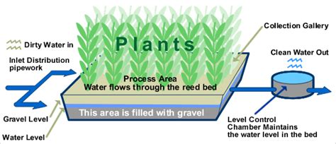 Reed bed technology | PPT | Free Download