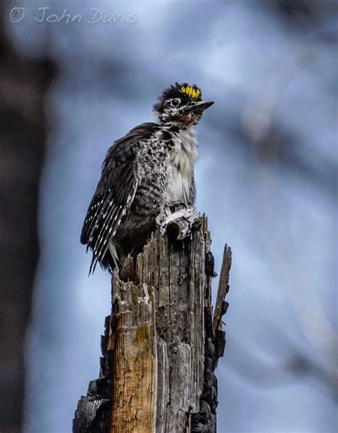 American Three Toed Woodpecker East Cascades Audubon Society