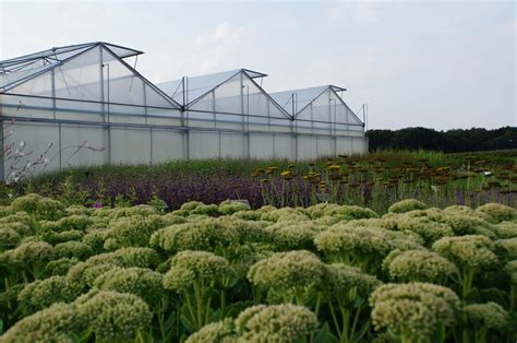 De Kwekerij Vaste Plantenkwekerij Het Eyssel Bvba