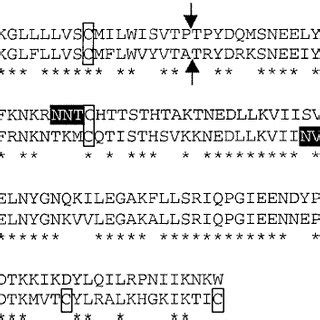 Amino Acid Sequence Comparison Of Rat And Mouse PLP J Note