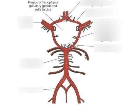 Circle Of Willis Diagram Quizlet