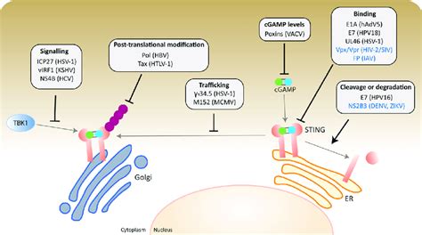 Overview Of Viral Evasion Strategies That Affect STING Proteins