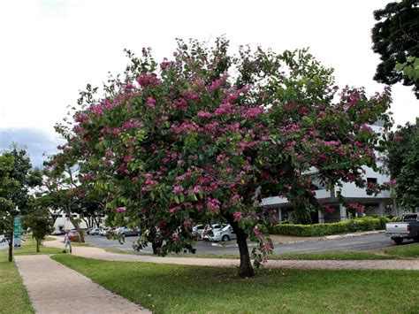 Bauhinia Evergreen Tree That Flowers Bauhinia Blakeana Dunn