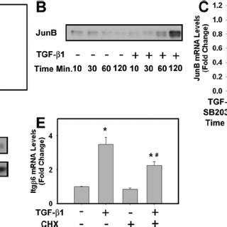 Role Of Ap In Tgf Dependent Itg Mrna Induction In Mmnk Cells A