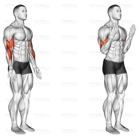 Elbow Flexion Articulations Guide Techniques Benefits How To