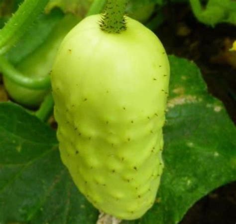 Boothby S Blonde Cucumber Seeds Heirloom Organic Etsy