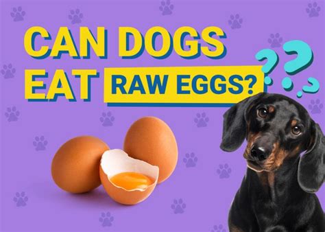 Can Dogs Eat Raw Eggs Vet Reviewed Benefits Risks And Safety Pet Keen