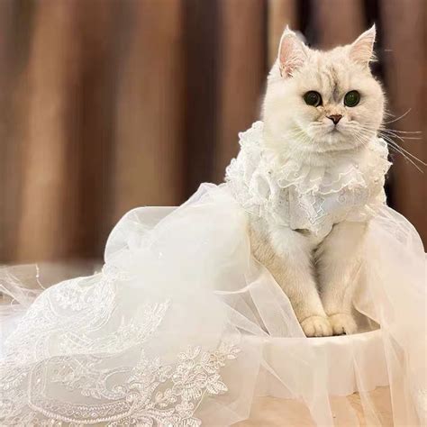 Gato Perro Vestido De Novia Mascota Traje Cumplea Os Princesa Etsy