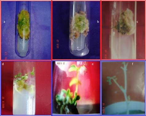 Figure 1 From High Frequency Somatic Embryogenesis And Plantlet