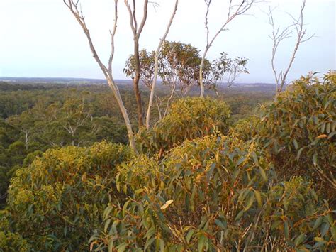 View From The Gloucester Tree Looking North We Climbed Th Flickr