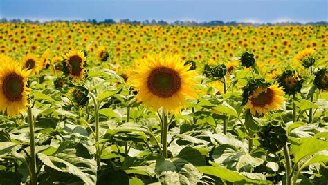 Details 100 Siembra De Girasol Abzlocal Mx