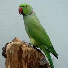 Pin On INDIAN RINGNECK BIRDS MUTATIONS