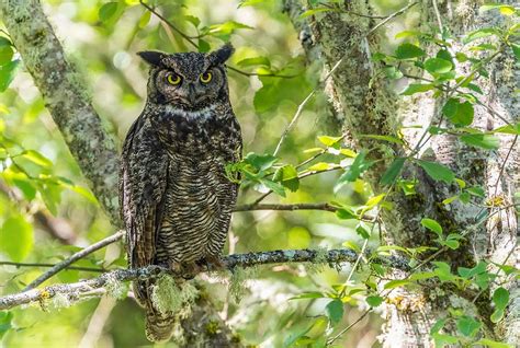 Birds Of Belize 20 Cool Species You Must See