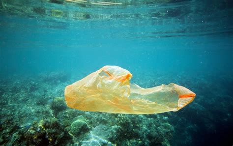 Where Plastic Goes Coral Disease Follows Scientific American