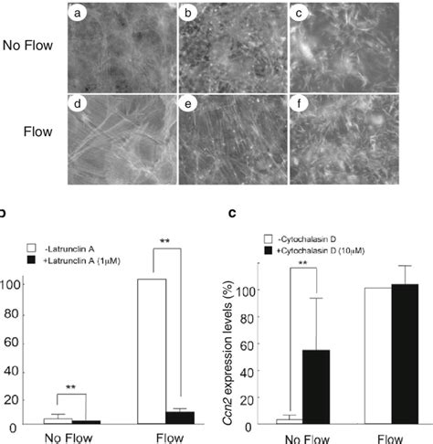 Effect Of Latrunculin A Or Cytochalasin D On Actin Fiber Formation And