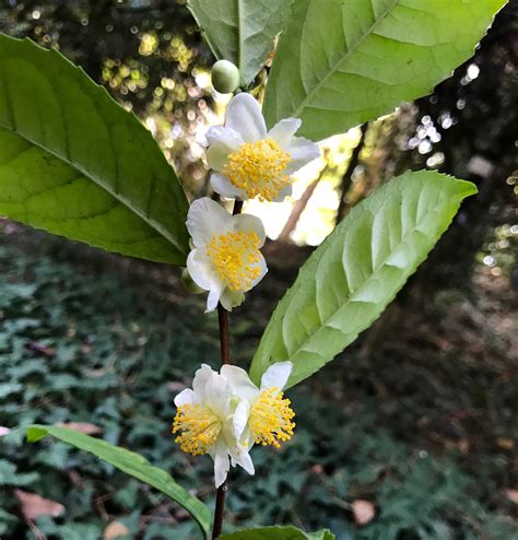 Camellia Sinensis