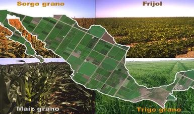 Mapa Con La Estimaci N De Superficie Sembrada De Cultivos B Sicos