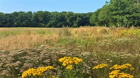 Netzwerk Blühende Landschaft aktiv gegen das Artensterben tätig werden