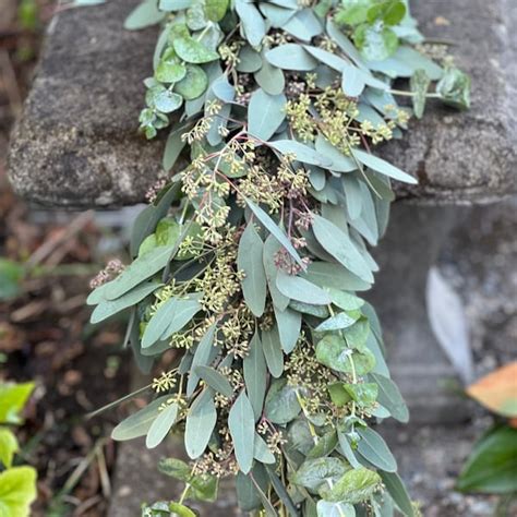 Seeded Eucalyptus Garland - Etsy