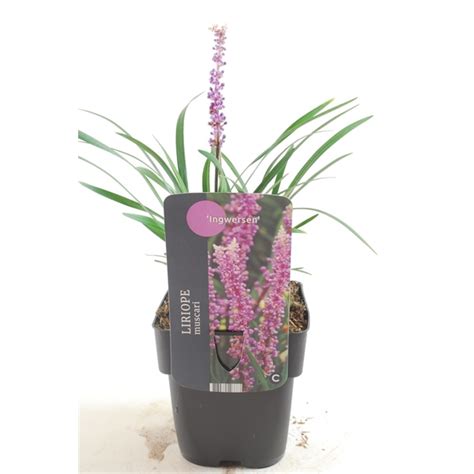 Liriope Muscari Ingwersen Limuit Floraxchange
