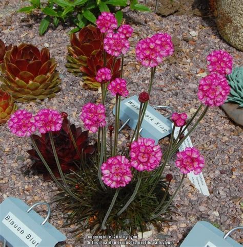 Sea Thrift Armeria Maritima Rubrifolia