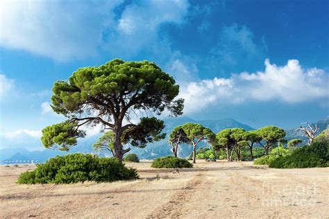 Pine Trees At Cirali Antalya Photograph By Izzet Noyan Yilmaz Fine