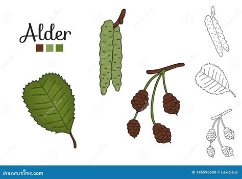 Vector Set Of Alder Tree Elements Isolated On White Background. Stock ...