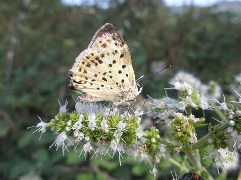 Butterfly Insecten Vlinders Gratis Foto Op Pixabay Pixabay